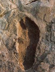 Laetoli footprints