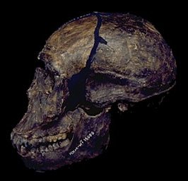 KNM WT 15000: skull, side view