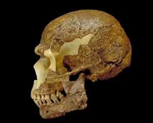 Skhul 5: side view