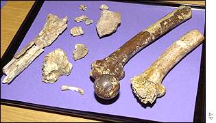 AP Bones from the Millennium Ancestor on display in Paris