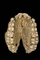 Australopithecus afarensis