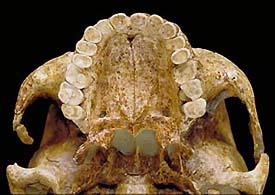 Homo sapiens