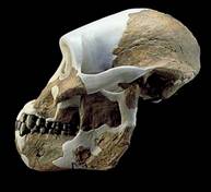 A. afarensis Composite Reconstruction: side view