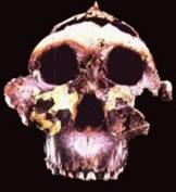 OH5 - Australopithecus boisei